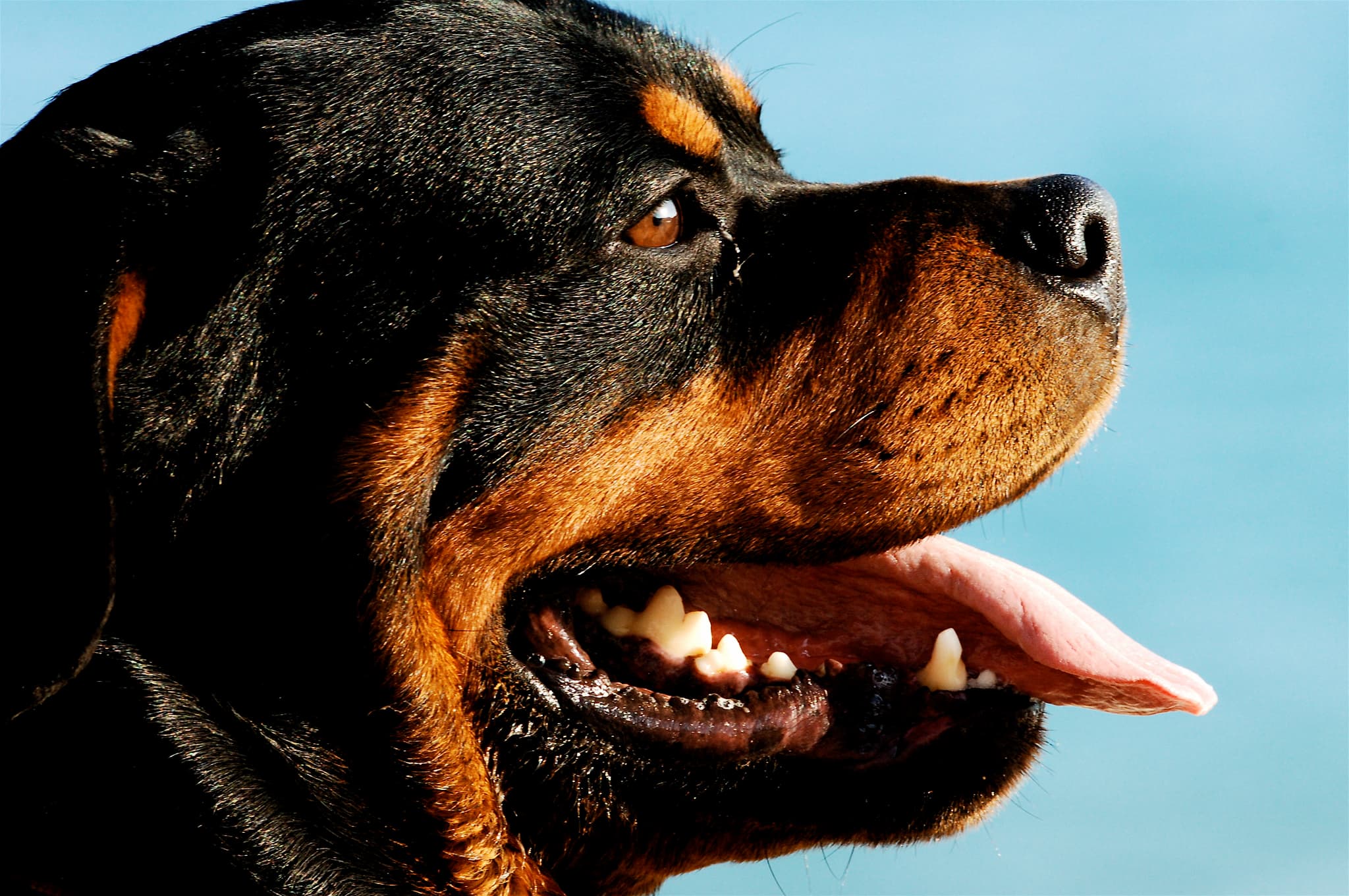 GTA 5 Chop: Everything You Can Do With Franklin's Dog